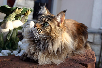 Animals, Cat, Fluffy, To Lie Down, Lie, Muzzle HD wallpaper