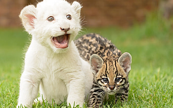Charming lion , Roaring beauty, Majestic creatures, Striking HD wallpaper