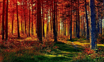 Forest, colors, trees, autumn HD wallpaper