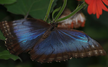 Butterfly, nature, bugs HD wallpaper