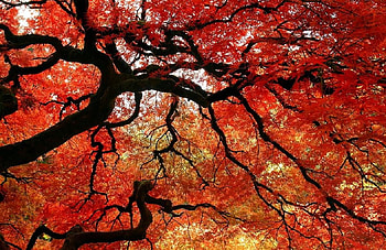 japanese maple, japanese, plant, leaves, maple, red, nature, tree HD wallpaper