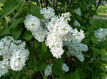 Flowers, Lilac, Branches, Bloom, Flowering, Greens, Spring, Snow White HD wallpaper