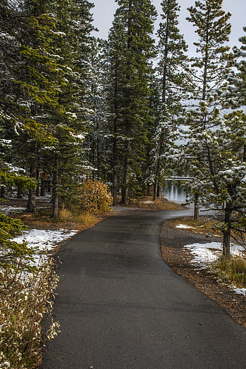 Nature, Trees, Snow, Fir, Spruce, Path, Snow Covered, Snowbound HD phone wallpaper