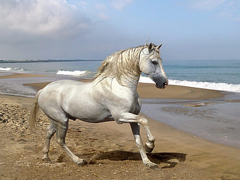 grey andalusian horse, horses, animals HD wallpaper