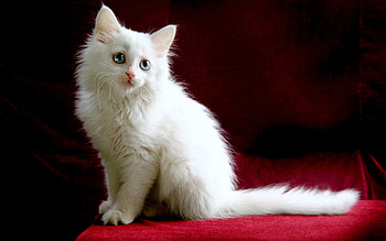 Animals, Cats HD wallpaper
