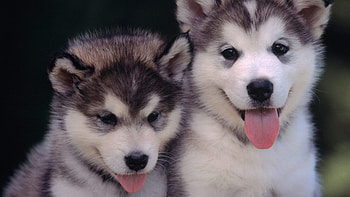Siblings, Alaskan Malamutes HD wallpaper