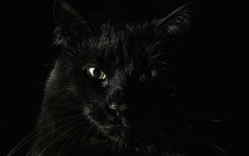 Animals, Cats HD wallpaper
