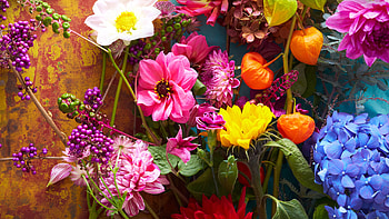 Flowers, bright & colorful, fresh HD wallpaper