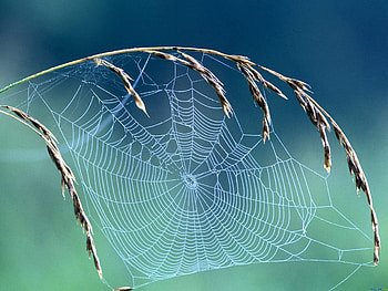Spider Web HD wallpaper