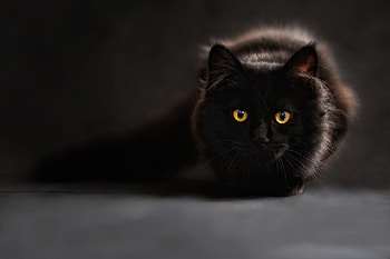 LOVELY BLACK CAT, LOVELY, BLACK, , CAT HD wallpaper