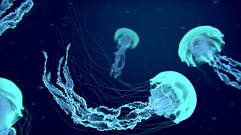 jellyfish , Stunning backgrounds, Tranquil marine scenes, Computer HD wallpaper