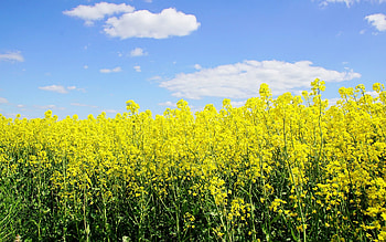Rapeseeds, clouds, flowers, yellow HD wallpaper