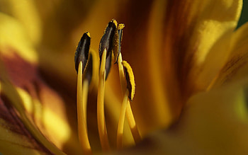 Flower, Macro, Petals, Stamens, Pollen HD wallpaper