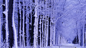 Winter, Nature, Trees, Snow, Park, Frost, Hoarfrost, Bench HD wallpaper