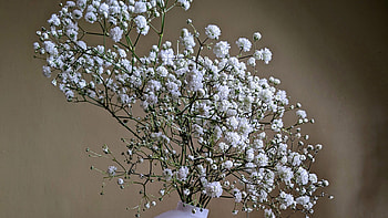 White Gypsophila Flowers Vase Blur Background Flowers HD wallpaper