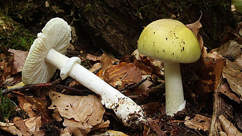 Mushroom identification, zoo, Fungal diversity, Nature's mysteries HD wallpaper