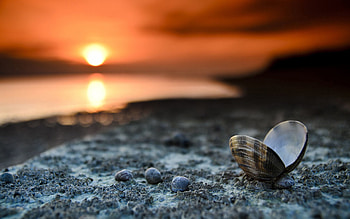 Landscape, Sunset, Shells, Shore, Bank, Macro HD wallpaper