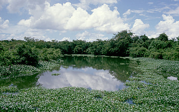 Paraguay River, nature, river HD wallpaper