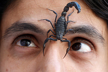 Scorpion and woman, Mysterious connection, Surreal , Enigmatic duo HD wallpaper