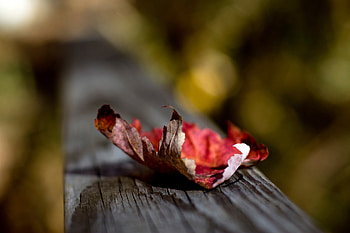 Autumn, Macro, Wood, Wooden, Surface, Sheet, Leaf, Dry HD wallpaper