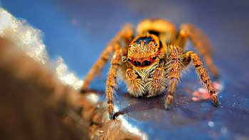 Spider, Jumping spider, Striking , Incredible agility HD wallpaper