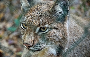 Animals, Iris, Predator, Wildcat, Wild Cat HD wallpaper