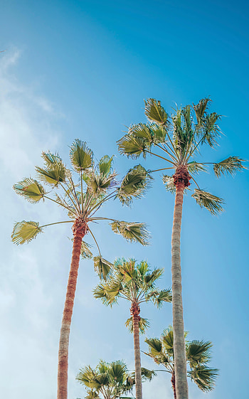 Nature, Sky, Palms, Summer, Tropics HD phone wallpaper