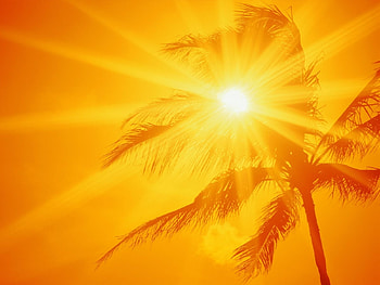 Background, Sun, Palms HD wallpaper