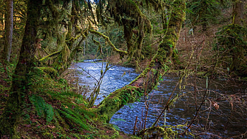 In the Oregon Jungle of Silver Falls State Park, trees, river, cascade, usa HD wallpaper