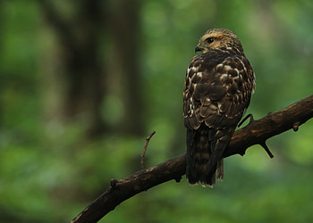 Animals, Bird, Branch, Predator, Sight, Opinion, Hawk HD wallpaper