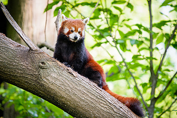 Animals, Brown, Wildlife, Animal, Red Panda HD wallpaper