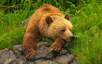 Grizzly Bear, animal, Grizzly, large, bear HD wallpaper