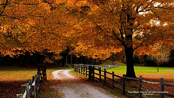 Autumn Path, Path, New England, Trees, Fence, Autumn HD wallpaper
