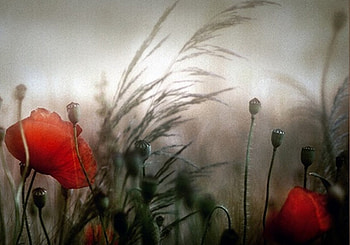 poppies in the field, flowers, , graphy, beauty HD wallpaper