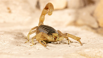 Preventing scorpions, Safety tips, Home invasion, Pest control methods HD wallpaper