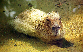 Incredible animals, Capybara, Hydrochoerus hydrochaeris, The Incredibles HD wallpaper