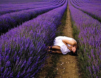 Relaxing lavender, relaxing, graphy, relaxation, sleeping, dress, beauty, lady, rows, flower, lavender, sensual, female, alone, girl, woman, sad, purple, white dress, pretty, field HD wallpaper