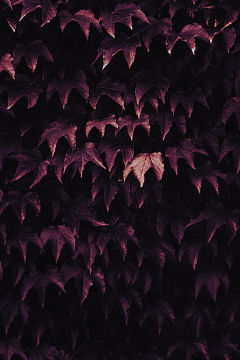 Leaves, foliage, nature HD phone wallpaper
