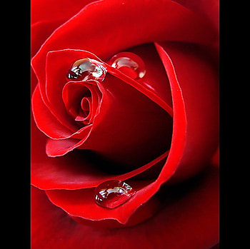 Rose-dew, rose, scene, red, drops, hot, nature, flowers, dew HD wallpaper