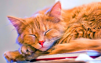 Sleeping, animals, cute, papers, cat HD wallpaper