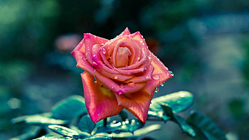 Flowers, Drops, Plant, Rose Flower, Rose, Petals, Striped HD wallpaper