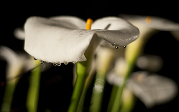 Lilies, garden, beautiful, nature, flowers, dew HD wallpaper