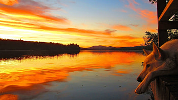 dog watching a beautiful sunset on a river, dog, river, reflection, pier, sunset HD wallpaper