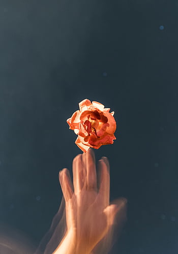Artistic shot of an orange rose floating above a blurred hand against a dark background. HD phone wallpaper