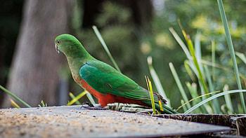 Green Orange Parrot Bird On Board In Blur Bokeh Background Birds HD wallpaper