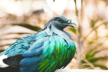 Animals, Feather, Bird, Color, Nicobar Pigeon HD wallpaper