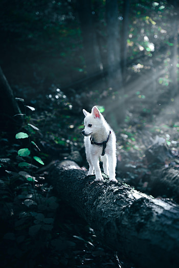 Animals, Dog, Pet, Puppy HD phone wallpaper