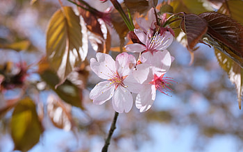 Sakura Cherry Blossoms, flower, blossoms, cherry, sakura HD wallpaper