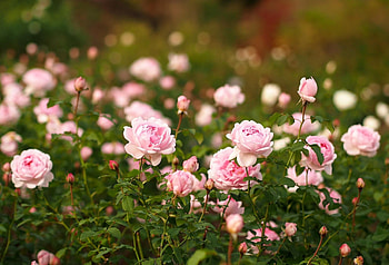Flowers, Roses, Flower Bed, Flowerbed, Garden, Sharpness HD wallpaper