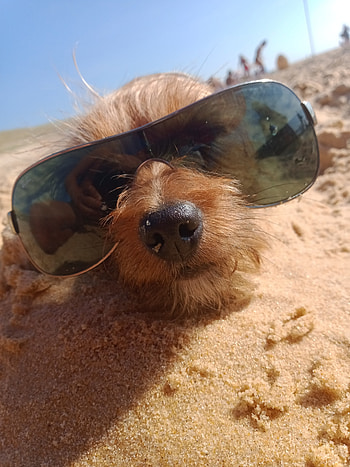 Chien, sky, terrestrial animal HD phone wallpaper
